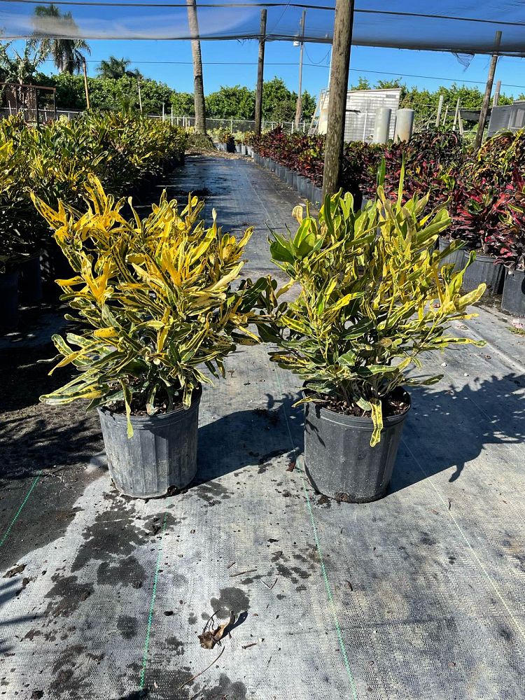 codiaeum-variegatum-yellow-mammey-croton