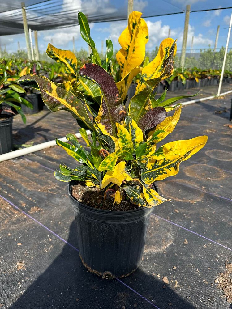 codiaeum-variegatum-yellow-mammey-croton