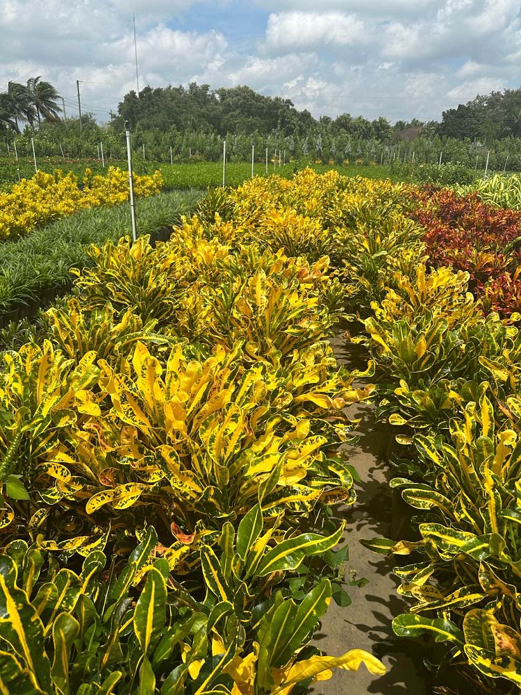 codiaeum-variegatum-yellow-mammey-croton