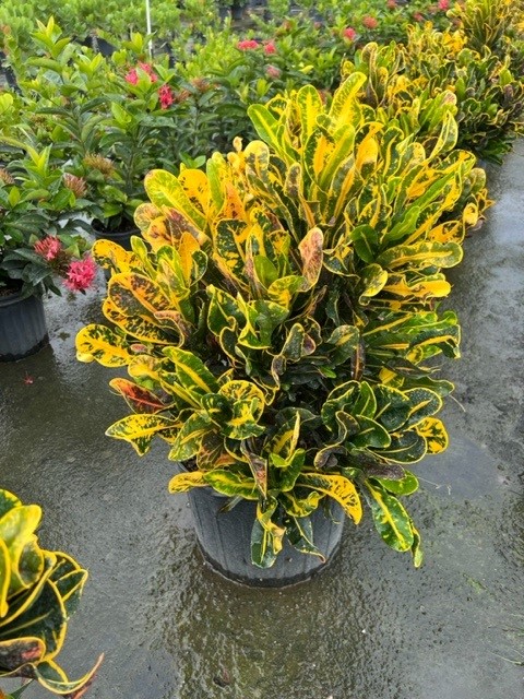 codiaeum-variegatum-yellow-mammey-croton