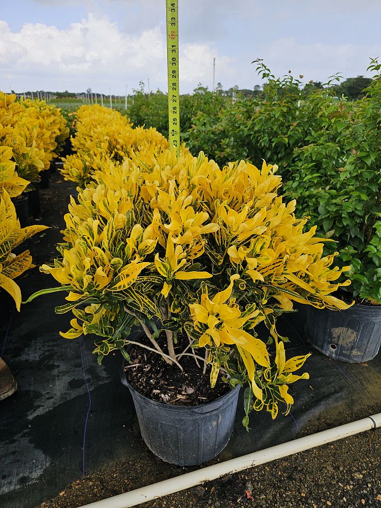 codiaeum-variegatum-yellow-mammey-croton