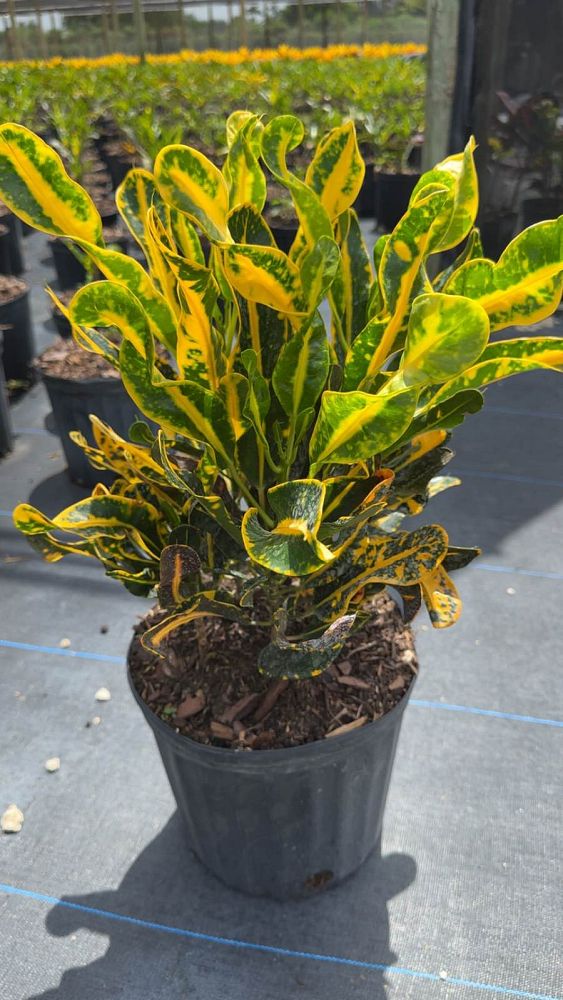 codiaeum-variegatum-yellow-mammey-croton