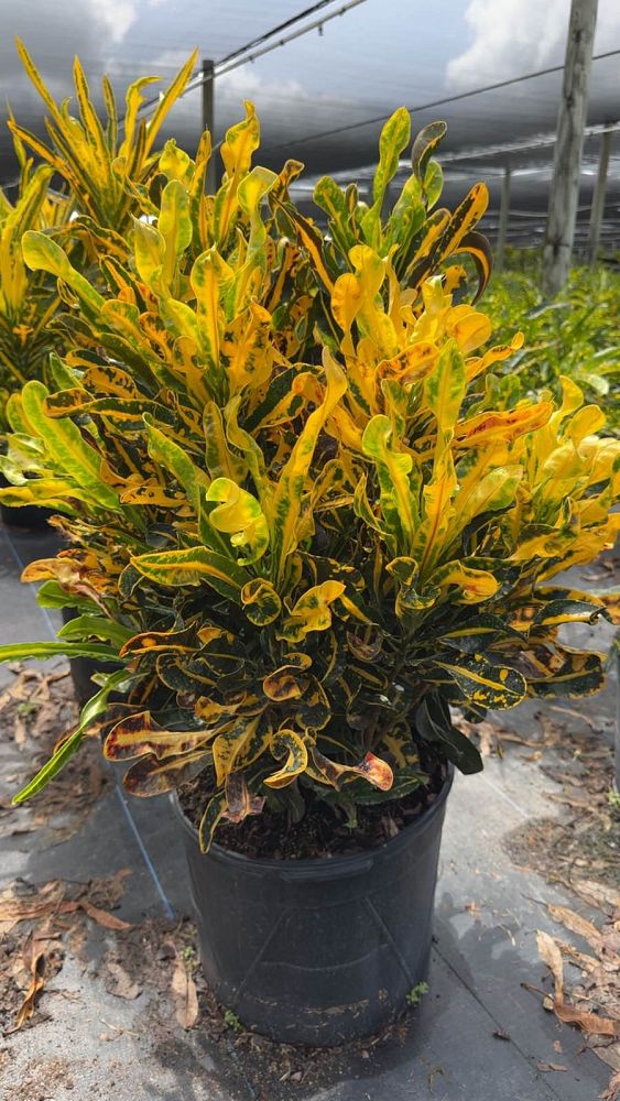 codiaeum-variegatum-yellow-mammey-croton