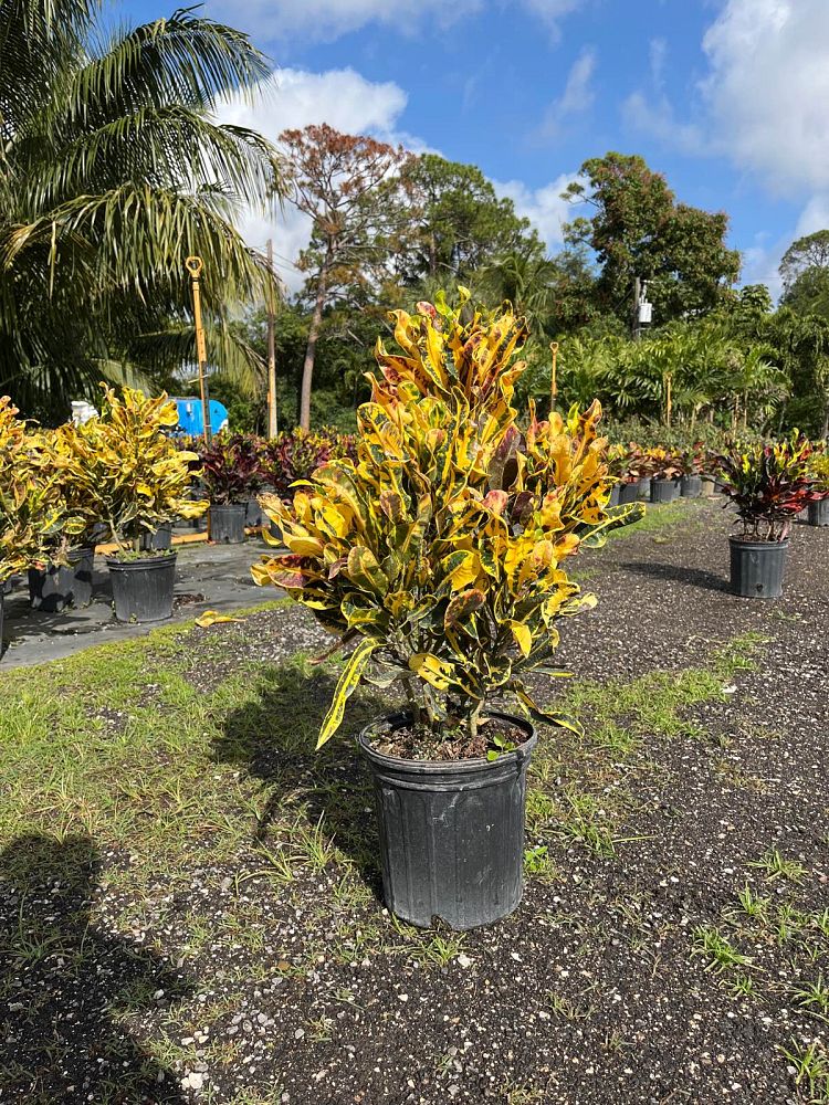 codiaeum-variegatum-yellow-mammey-croton