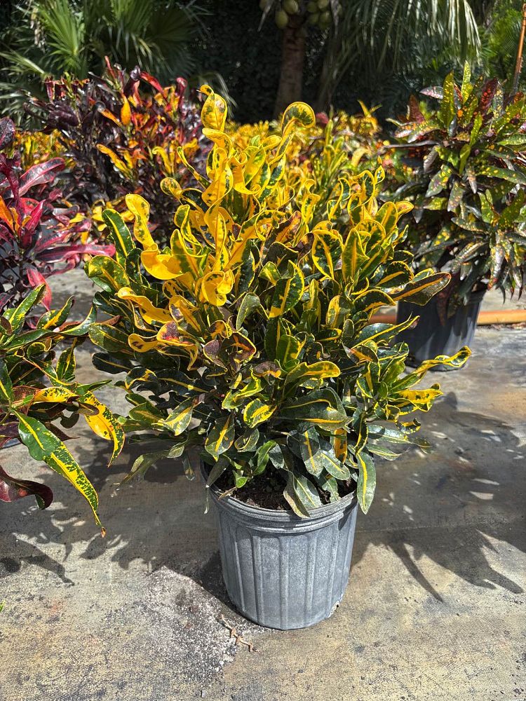 codiaeum-variegatum-yellow-mammey-croton