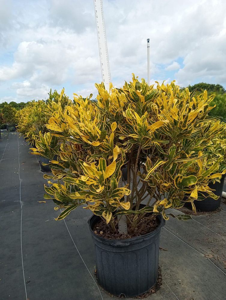 codiaeum-variegatum-yellow-mammey-croton