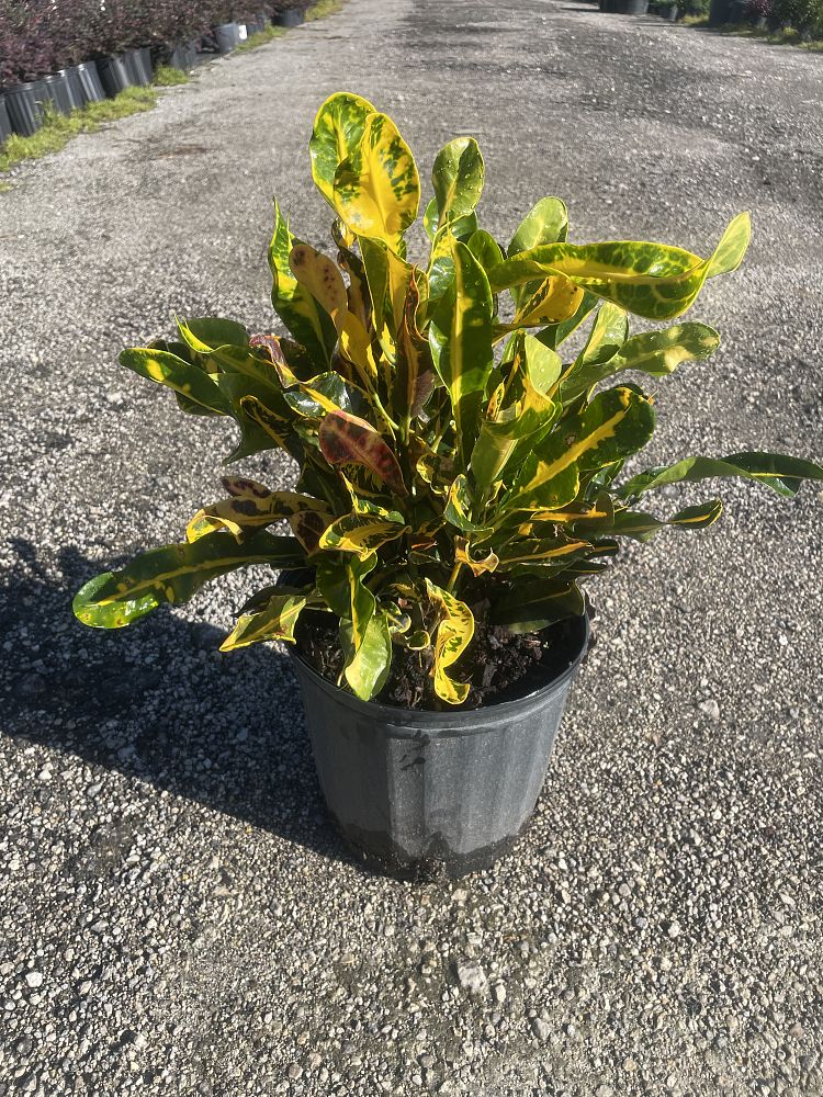 codiaeum-variegatum-yellow-mammey-croton