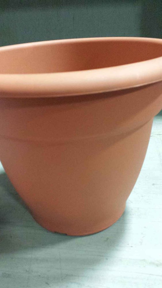 codiaeum-variegatum-yellow-petra-croton