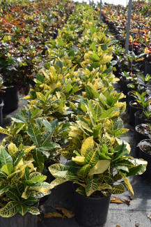 codiaeum-variegatum-yellow-petra-croton