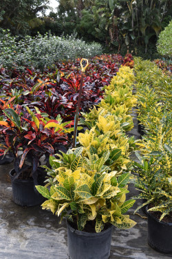 codiaeum-variegatum-yellow-petra-croton