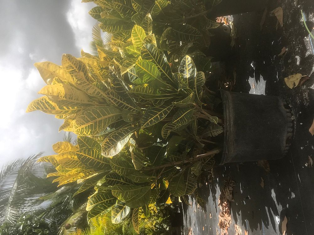 codiaeum-variegatum-yellow-petra-croton