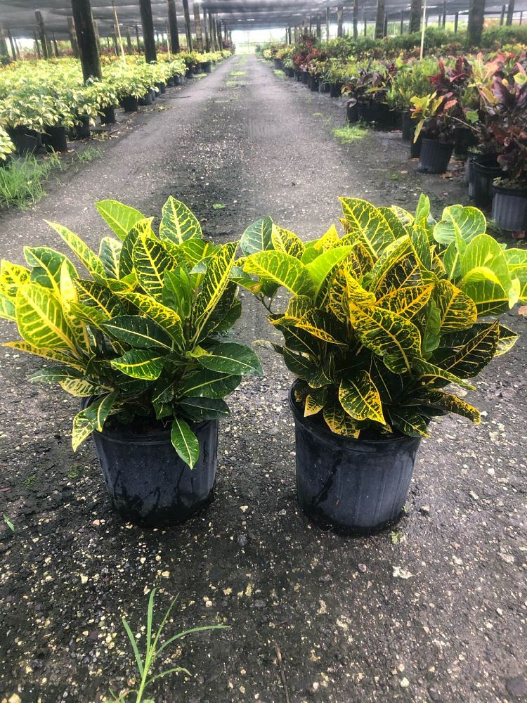 codiaeum-variegatum-yellow-petra-croton