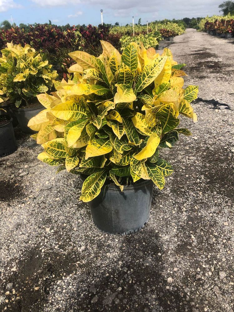 codiaeum-variegatum-yellow-petra-croton