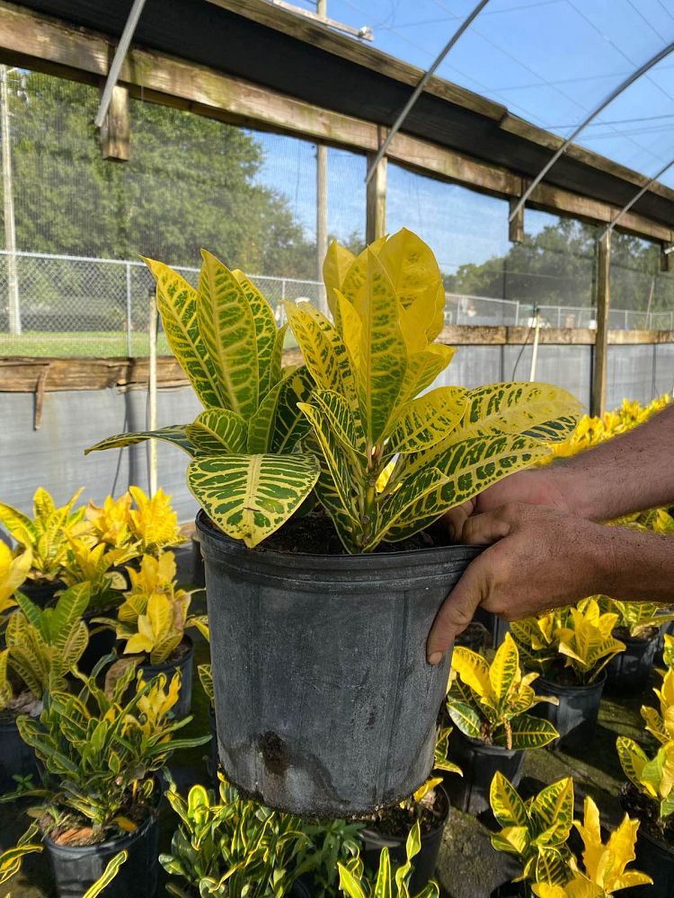 codiaeum-variegatum-yellow-petra-croton