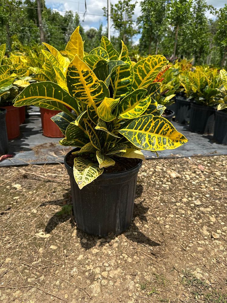 codiaeum-variegatum-yellow-petra-croton