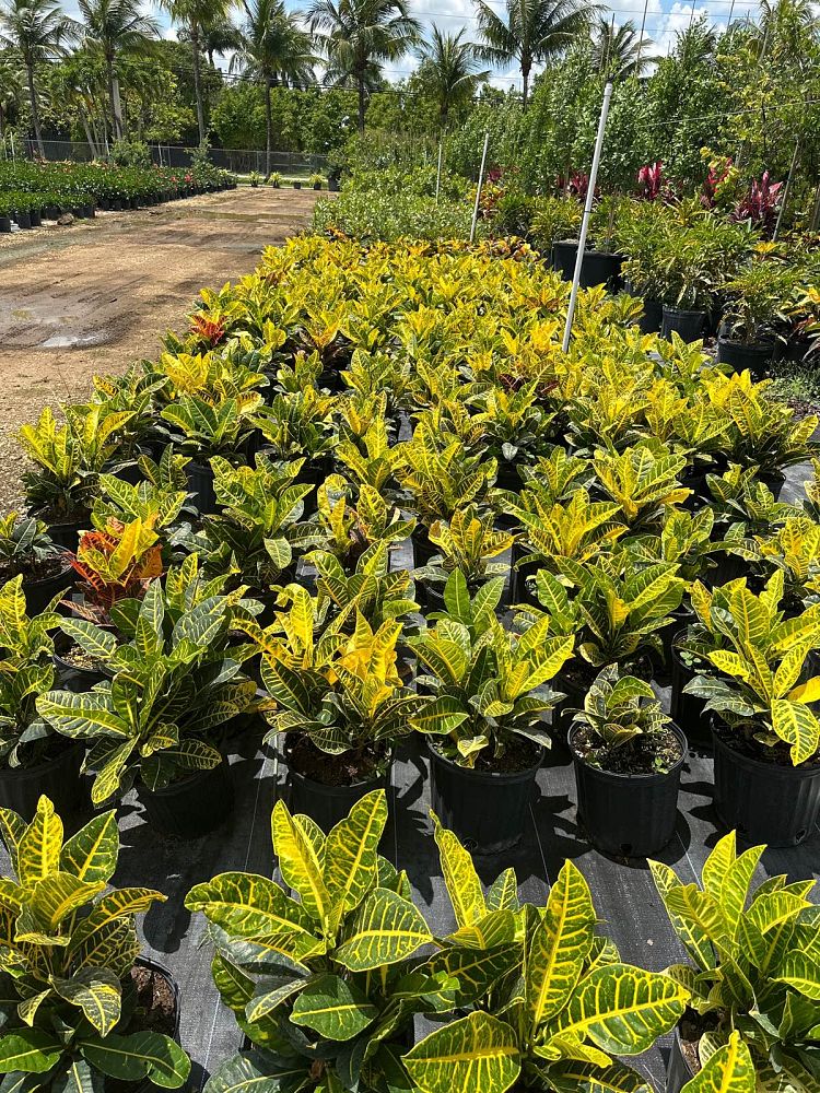 codiaeum-variegatum-yellow-petra-croton