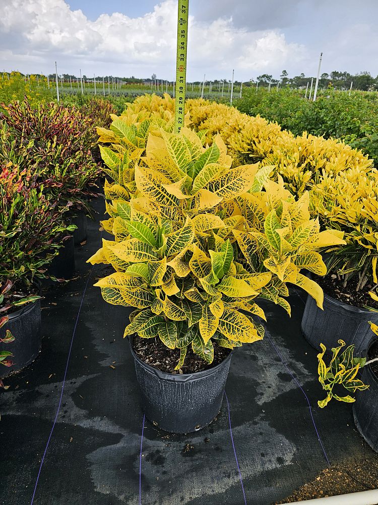 codiaeum-variegatum-yellow-petra-croton