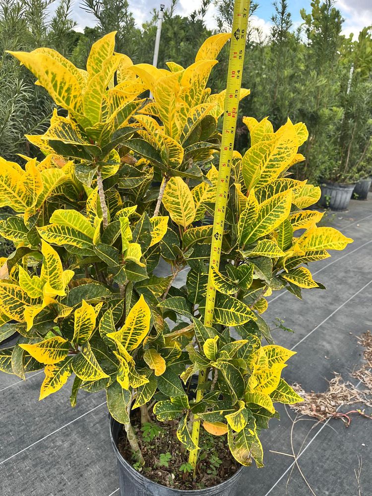 codiaeum-variegatum-yellow-petra-croton