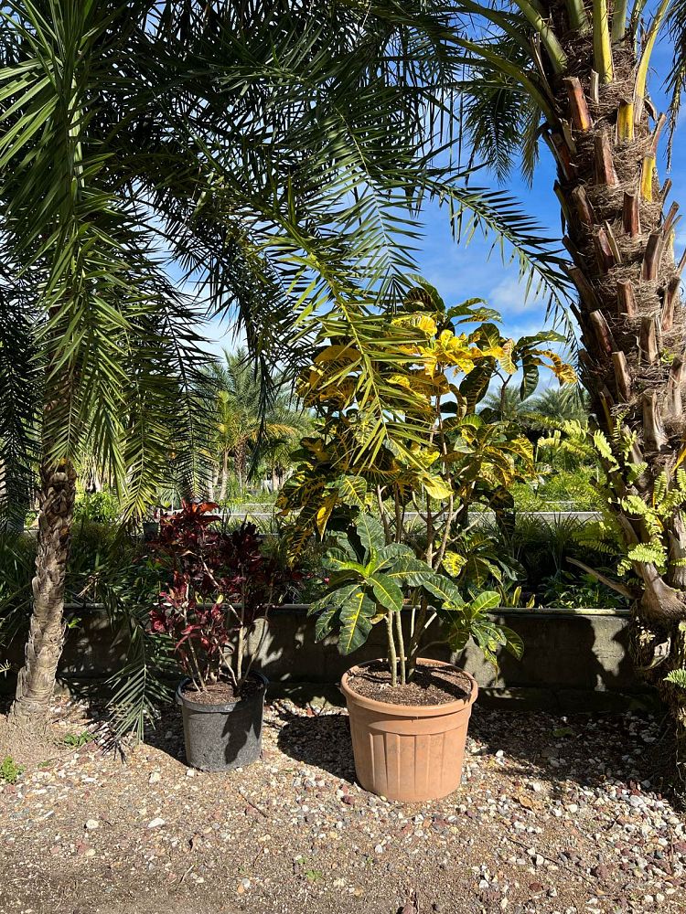 codiaeum-variegatum-yellow-petra-croton