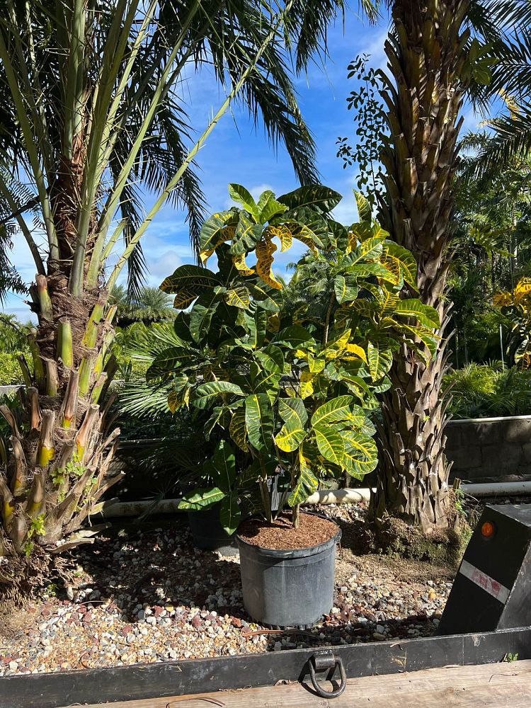 codiaeum-variegatum-yellow-petra-croton