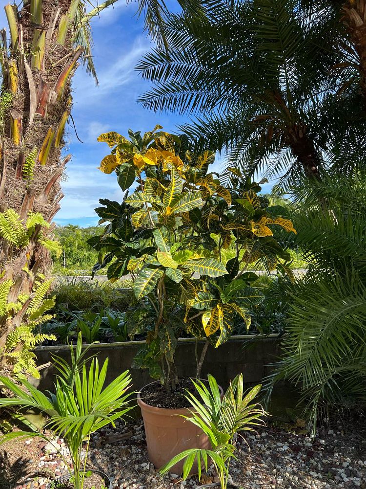 codiaeum-variegatum-yellow-petra-croton