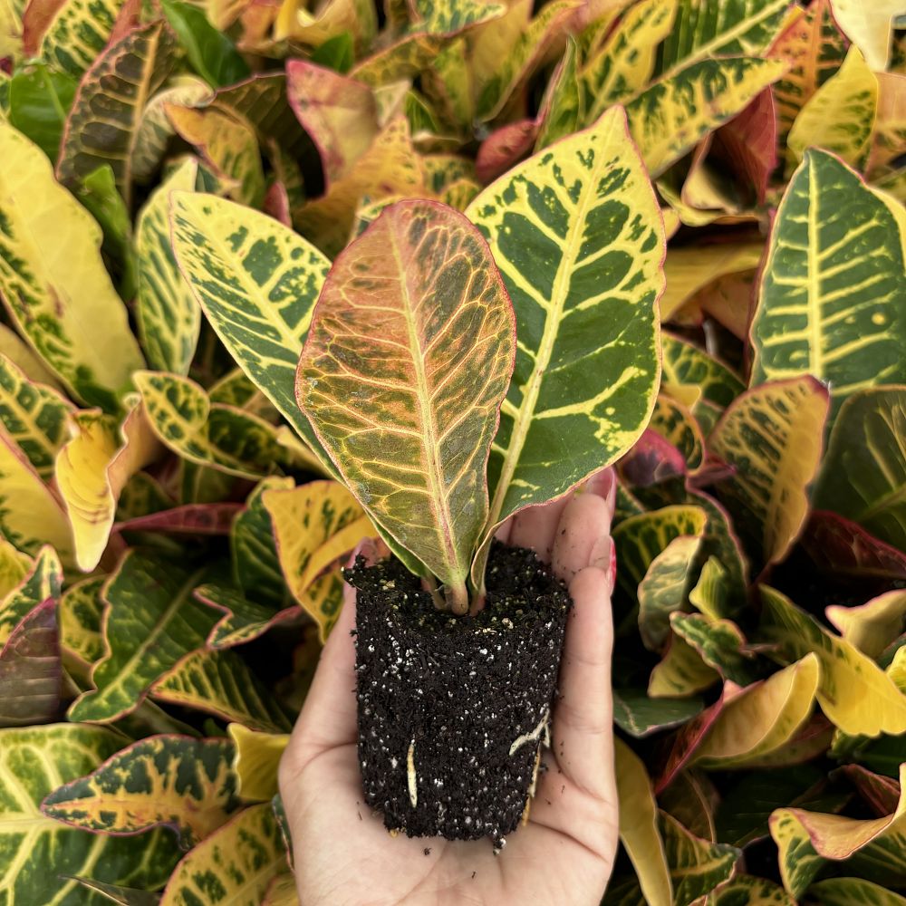 codiaeum-variegatum-yellow-petra-croton