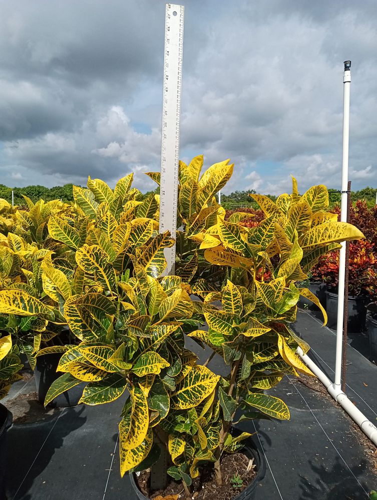 codiaeum-variegatum-yellow-petra-croton