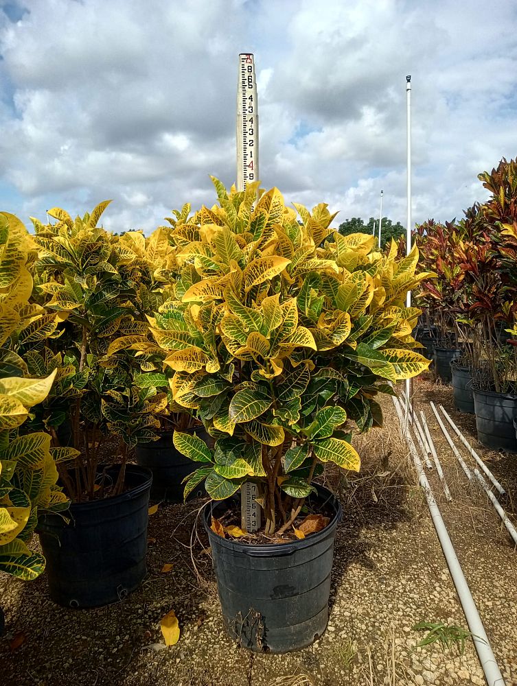 codiaeum-variegatum-yellow-petra-croton