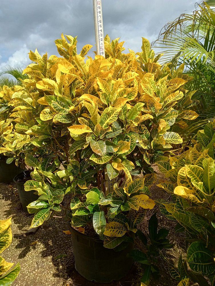 codiaeum-variegatum-yellow-petra-croton