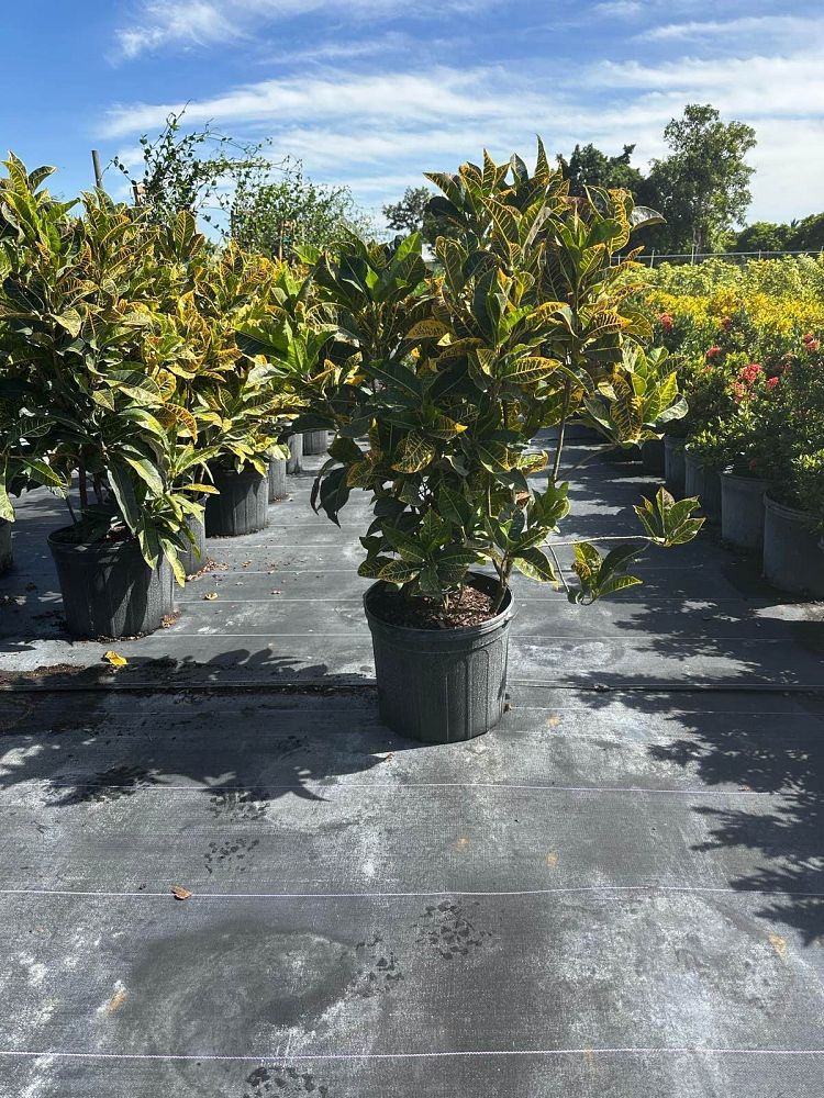 codiaeum-variegatum-yellow-petra-croton