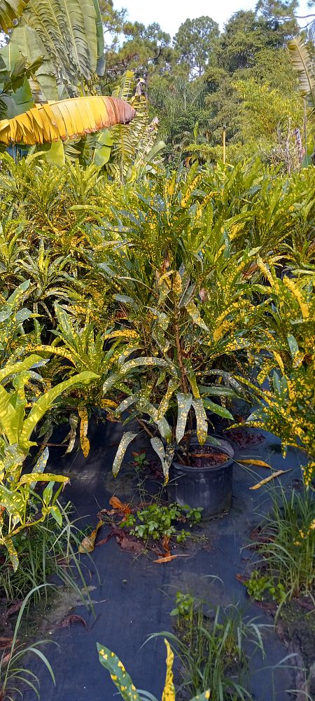 codiaeum-variegatum-yellow-splash-croton
