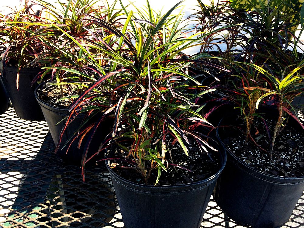 codiaeum-variegatum-zanzibar-croton