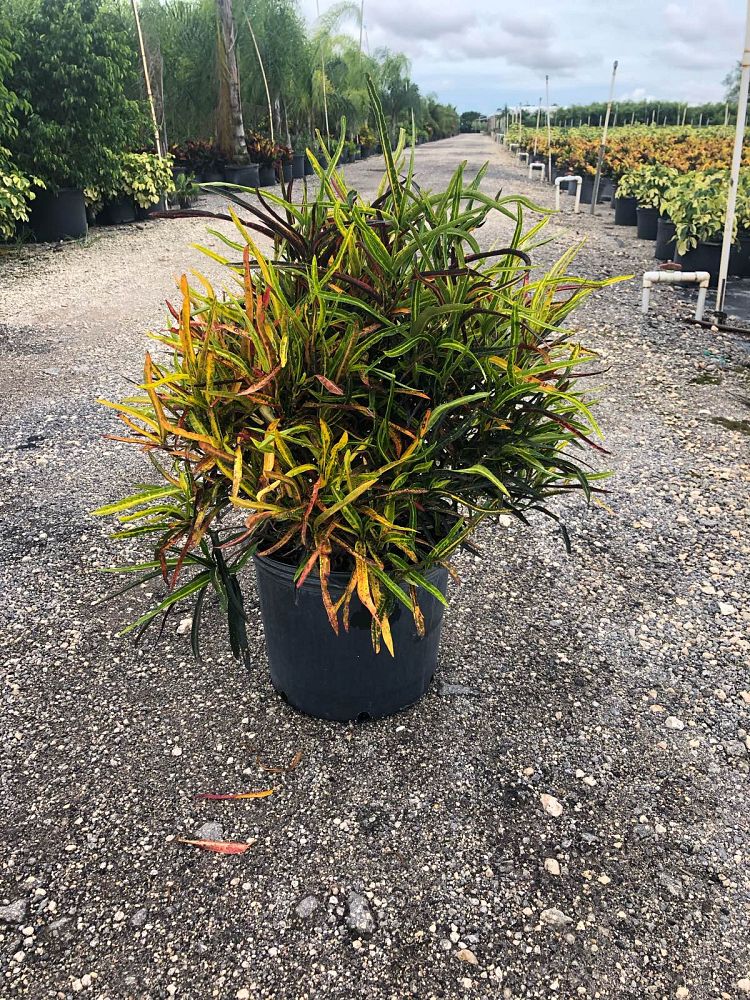 codiaeum-variegatum-zanzibar-croton