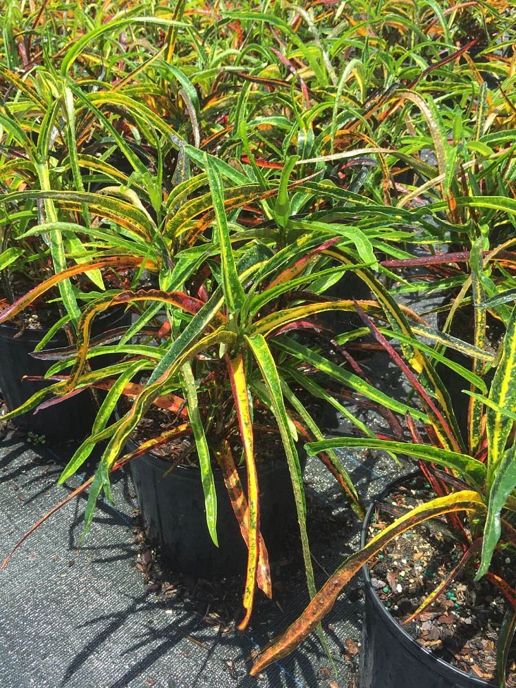 codiaeum-variegatum-zanzibar-croton