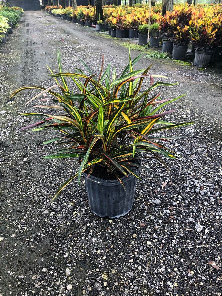 codiaeum-variegatum-zanzibar-croton