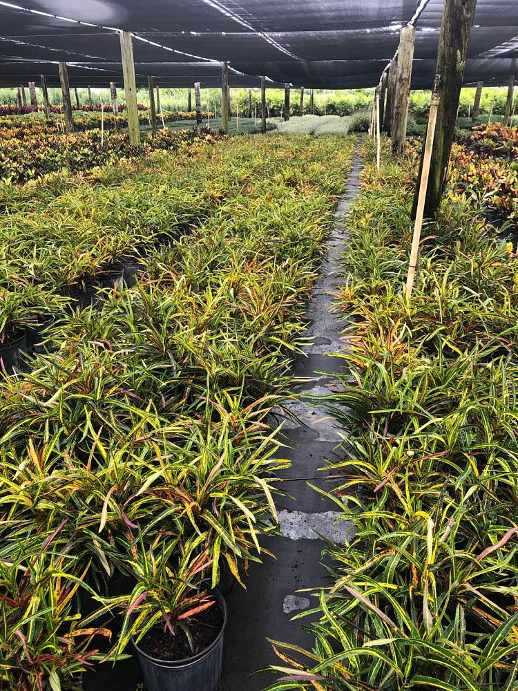 codiaeum-variegatum-zanzibar-croton