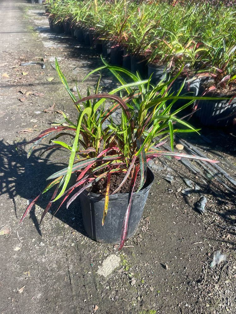 codiaeum-variegatum-zanzibar-croton