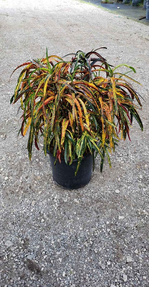 codiaeum-variegatum-zanzibar-croton