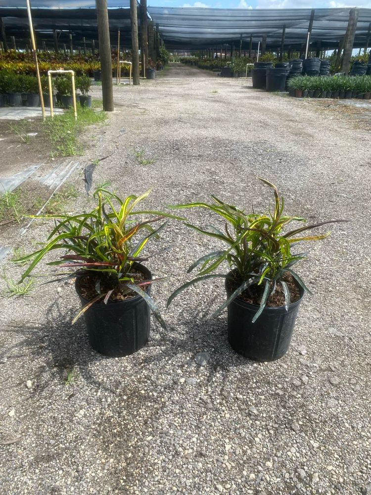 codiaeum-variegatum-zanzibar-croton