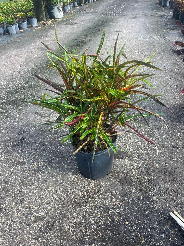 codiaeum-variegatum-zanzibar-croton