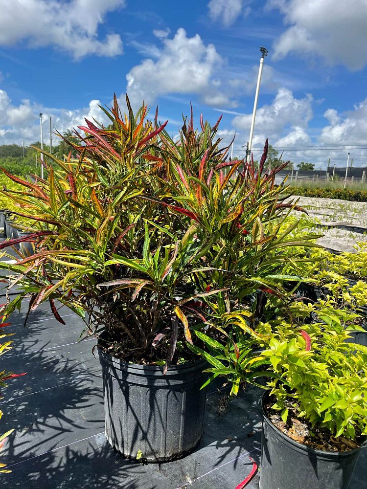 codiaeum-variegatum-zanzibar-croton