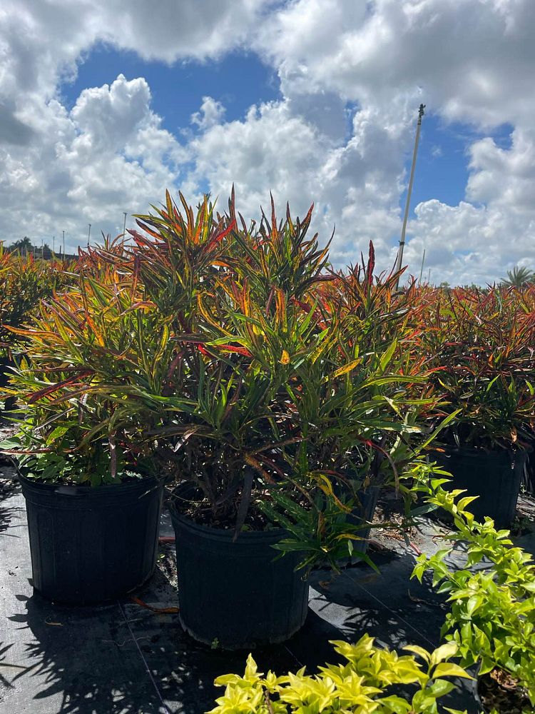 codiaeum-variegatum-zanzibar-croton