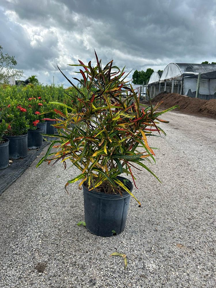 codiaeum-variegatum-zanzibar-croton