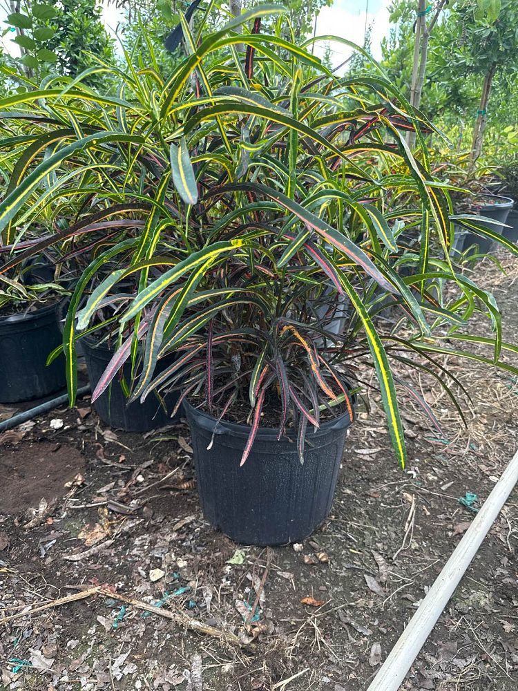 codiaeum-variegatum-zanzibar-croton