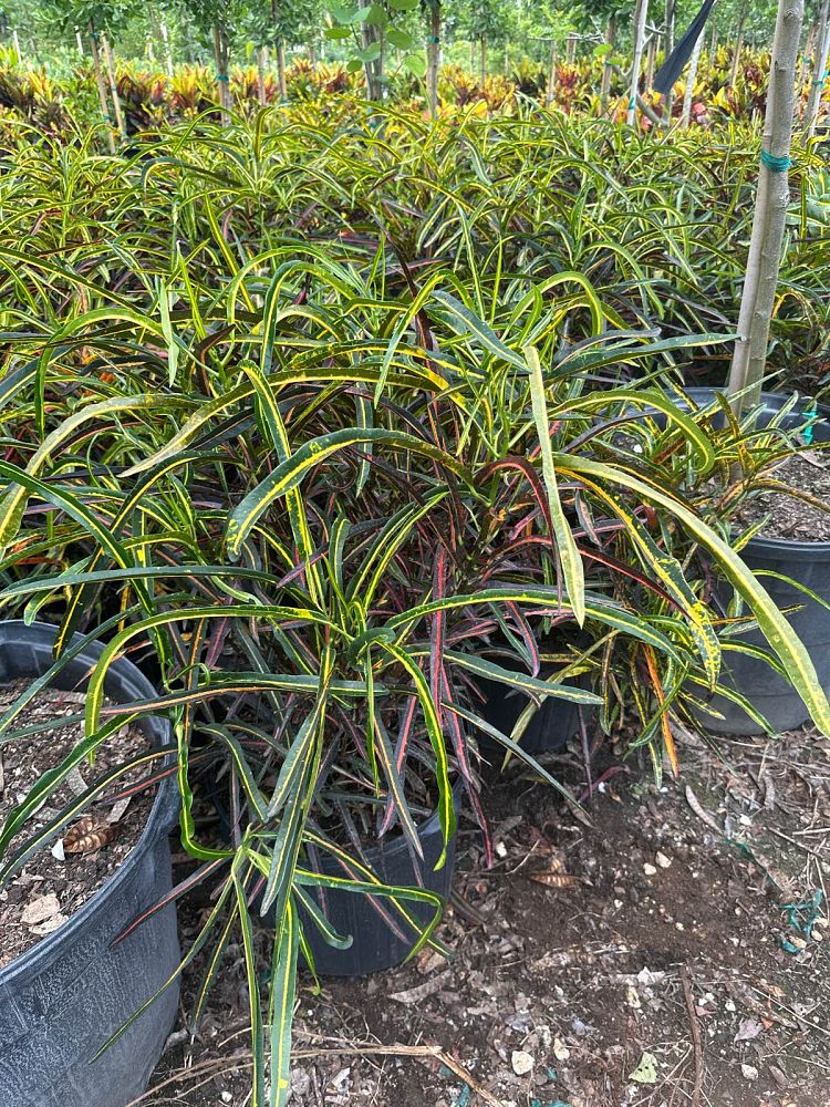 codiaeum-variegatum-zanzibar-croton