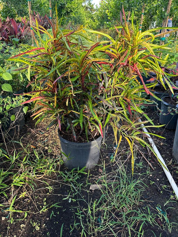 codiaeum-variegatum-zanzibar-croton