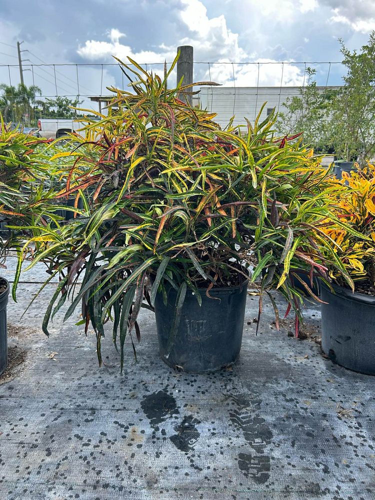 codiaeum-variegatum-zanzibar-croton