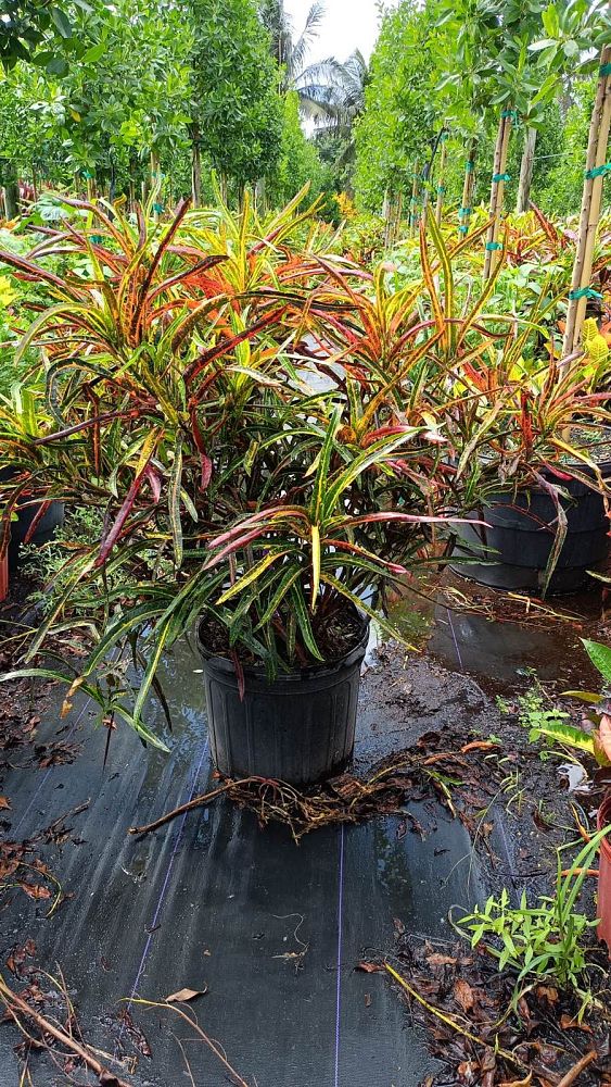 codiaeum-variegatum-zanzibar-croton