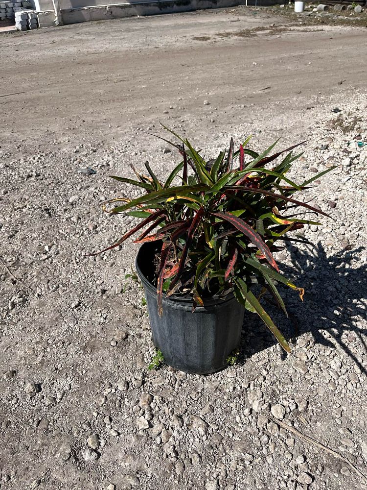 codiaeum-variegatum-zanzibar-croton