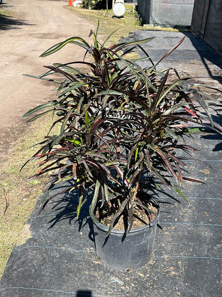 codiaeum-variegatum-zanzibar-croton